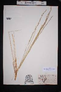 Muhlenbergia dubia image