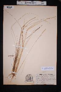 Muhlenbergia dubia image