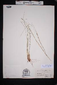 Muhlenbergia dubia image