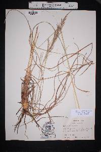 Muhlenbergia emersleyi image