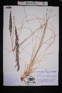 Muhlenbergia emersleyi image