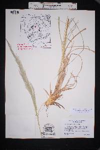 Muhlenbergia emersleyi image