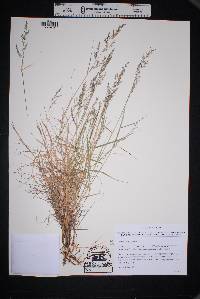 Muhlenbergia glauca image