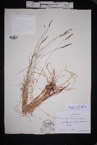 Muhlenbergia glauca image