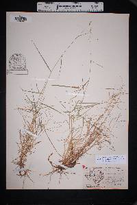 Muhlenbergia glauca image