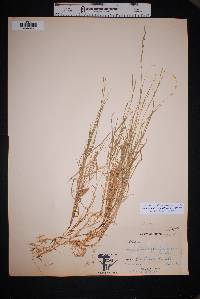 Muhlenbergia glauca image