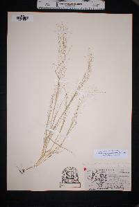 Muhlenbergia minutissima image