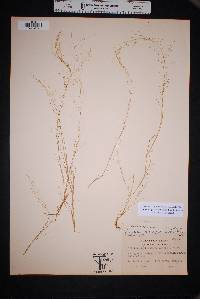 Muhlenbergia minutissima image