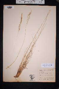 Muhlenbergia montana image