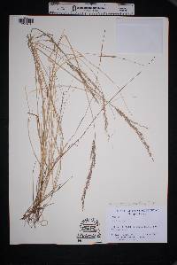 Muhlenbergia pauciflora image