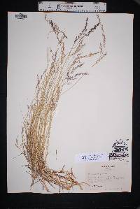 Muhlenbergia pauciflora image