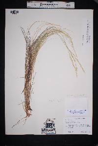 Muhlenbergia pauciflora image