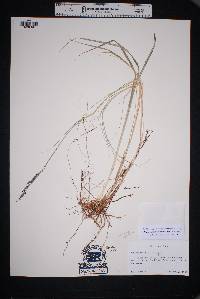 Muhlenbergia pauciflora image