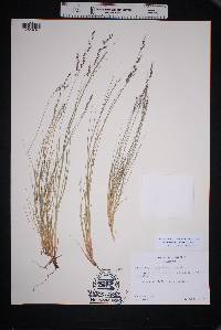 Muhlenbergia pauciflora image