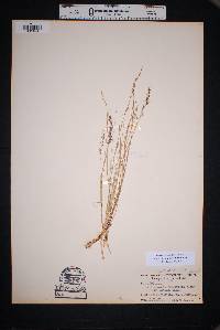 Muhlenbergia pauciflora image