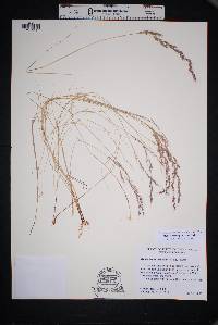 Muhlenbergia pauciflora image