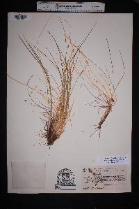 Muhlenbergia polycaulis image