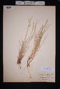 Muhlenbergia polycaulis image