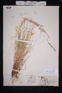 Muhlenbergia polycaulis image