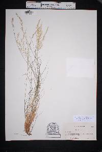 Muhlenbergia polycaulis image