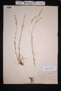 Muhlenbergia polycaulis image