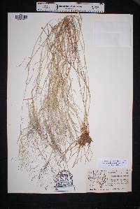 Muhlenbergia porteri image