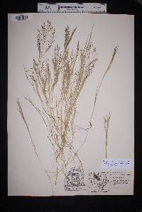 Muhlenbergia porteri image