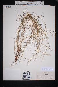 Muhlenbergia porteri image