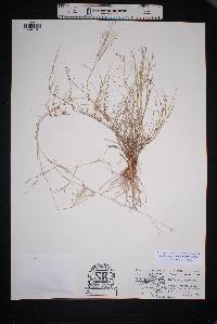 Muhlenbergia porteri image