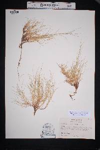 Muhlenbergia repens image