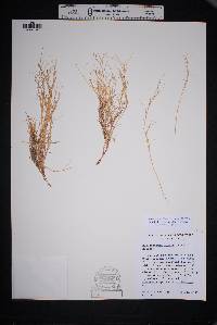 Muhlenbergia repens image