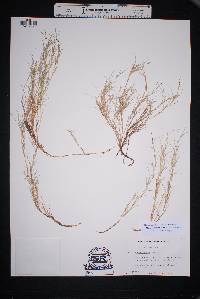 Muhlenbergia repens image