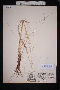 Muhlenbergia rigida image