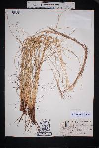 Muhlenbergia rigida image