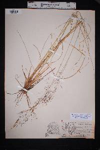 Muhlenbergia rigida image