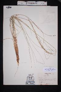 Muhlenbergia rigida image