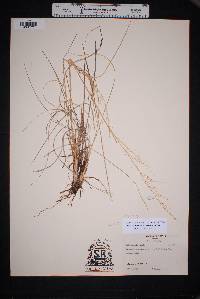 Muhlenbergia rigida image