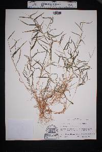 Muhlenbergia schreberi image