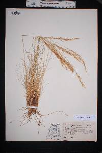 Muhlenbergia setifolia image
