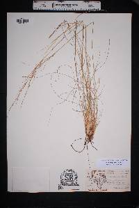 Muhlenbergia setifolia image