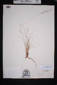 Muhlenbergia setifolia image