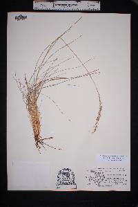 Muhlenbergia setifolia image