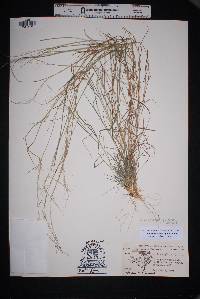 Muhlenbergia spiciformis image