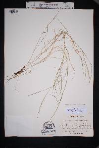 Muhlenbergia spiciformis image