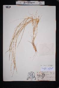 Muhlenbergia spiciformis image