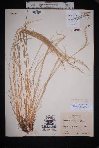 Muhlenbergia spiciformis image