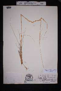 Muhlenbergia straminea image