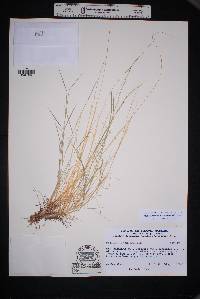 Muhlenbergia tenuifolia image