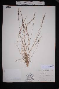 Muhlenbergia tenuifolia image