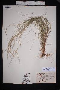 Muhlenbergia tenuifolia image